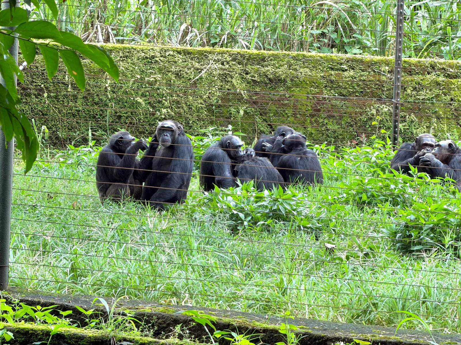 Chimpanzees at the Limbe Wildlife Centre in Cameroon